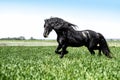 A beautiful Frisian stallion running free.