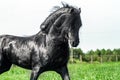 A beautiful Frisian stallion running free.