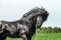 A beautiful Frisian stallion running free.