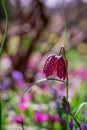 beautiful  fritillaria meleagris, chess flowers in garden Royalty Free Stock Photo