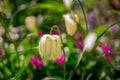 beautiful  fritillaria meleagris, chess flowers in garden Royalty Free Stock Photo