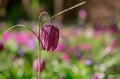 beautiful  fritillaria meleagris, chess flowers in garden Royalty Free Stock Photo