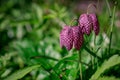 beautiful  fritillaria meleagris, chess flowers in garden Royalty Free Stock Photo