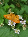 Fritillary butterfly on a blackberry blossoms branch