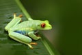 Beautiful frog in forest, exotic animal from central America. Red-eyed Tree Frog, Agalychnis callidryas, animal with big red eyes,