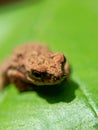 Beautiful frog hard to shot this frog its jumping every time not stable