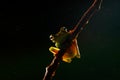 Beautiful frog in the night. Olive Tree Frog, Scinax elaeochroa, from Costa Rica forest. Tropic jungle with animal. Frog sighting