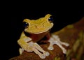 Frog from Cuyabeno, Ecuador Royalty Free Stock Photo