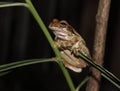 Mexican tree frog in my ginger plant