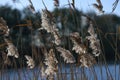 Beautiful fronds of reed grass in backlight on a lake, selected focus