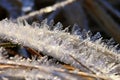 Beautiful frost in nature. Frosty morning in winter - low temperature