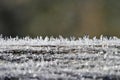 Beautiful frost in nature. Frosty morning in winter - low temperature