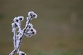 Beautiful frost with very cold freezing the trees