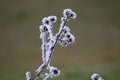 Beautiful frost with very cold freezing the trees