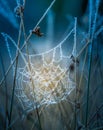A beautiful frosted spider web in an early spring mornig. Cold morning scenery in a meadow. Ice on spider web. Royalty Free Stock Photo