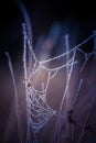 A beautiful frosted spider web in an early spring morning. Cold morning scenery in a meadow. Ice on spider web. Royalty Free Stock Photo