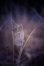 A beautiful frosted spider web in an early spring morning. Cold morning scenery in a meadow. Ice on spider web. Royalty Free Stock Photo