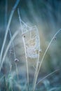 A beautiful frosted spider web in an early spring morning. Cold morning scenery in a meadow. Ice on spider web. Royalty Free Stock Photo
