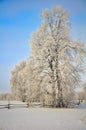 Beautiful frosty morning Royalty Free Stock Photo