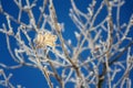Beautiful frosty oak tree leave on peaceful sunny winter day against clear blue sky background Royalty Free Stock Photo