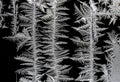 beautiful frosty patterns on the window glass Royalty Free Stock Photo