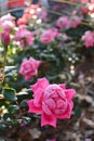 Beautiful frosty pink rose in the garden. Royalty Free Stock Photo