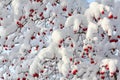 Beautiful Frosty Snowy Tree Background