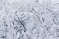 Beautiful Frosty Snowy Tree Background