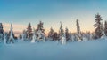 Beautiful frosty winter morning in a polar wood plastered with snow. Snow covered Christmas fir trees on mountainside. Arctic Royalty Free Stock Photo