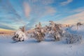 Beautiful frosty winter morning in a polar wood plastered with snow. Snow covered Christmas fir trees on mountainside. Arctic Royalty Free Stock Photo