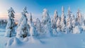 Beautiful frosty winter morning in a polar wood plastered with snow. Snow covered Christmas fir trees on mountainside. Arctic Royalty Free Stock Photo