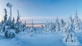 Beautiful frosty winter morning in a polar wood plastered with snow. Snow covered Christmas fir trees on mountainside. Arctic Royalty Free Stock Photo