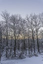 Beautiful frosty winter morning with snowy woods at dawn Royalty Free Stock Photo