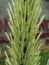 Beautiful frower bud of sensevieria plant in the garden