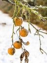 Beautiful frozen apple in winter