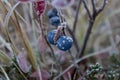 Beautiful frozen blueberry bush in sun beams, winter morning in Hemsedal, Buskerud,Norway,north nature,scandinavian Royalty Free Stock Photo