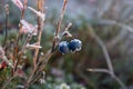 Beautiful frozen blueberry bush in sun beams, winter morning in Hemsedal, Buskerud,Norway,north nature,scandinavian Royalty Free Stock Photo