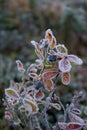 Beautiful frozen blueberry bush in sun beams, winter morning in Hemsedal, Buskerud,Norway,north nature,scandinavian Royalty Free Stock Photo