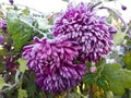 Beautiful frozen chrysanthemum in autumn garden