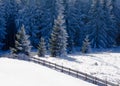 Beautiful frozen fir forest snowy winter landscape Royalty Free Stock Photo
