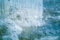 A beautiful frozen icicles at the bank of river in Latvia. Royalty Free Stock Photo