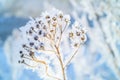 Beautiful frozen nature in finland