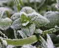 Beautiful, frozen plants at winter