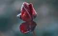 Beautiful frozen red rose close up. Dark winter rose art design with snow, soft focus. Beauty flower in winter garden Royalty Free Stock Photo