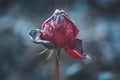 Beautiful frozen red rose close up. Dark winter rose art design with snow, soft focus. Beauty flower in winter garden Royalty Free Stock Photo