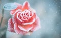 Beautiful frozen rose close up. Pastel winter rose art design, soft focus. Beauty flower in the garden