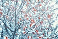 Beautiful frozen sea-buckthorn tree branch in snow storm. Nature winter background. Soft focus. Pastel toned. Holiday greeting car