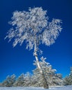 Beautiful frozen tree on the blue sky background. Fir trees covered with snow at the background Royalty Free Stock Photo