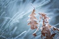 Beautiful frozen tree branch with dead leaves Royalty Free Stock Photo