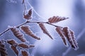 Beautiful frozen tree branch with dead leaves Royalty Free Stock Photo